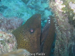 This is a shot of a green moray eel that I took while in ... by Greig Fields 
